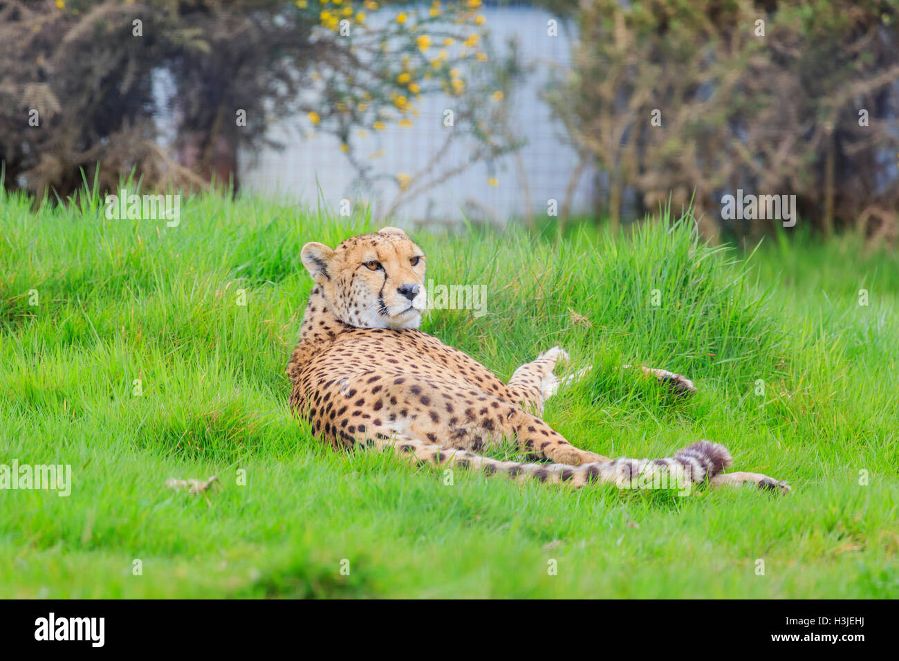 Spring Grove, APR 23 : Cheetah dans la belle West Midland Safari Park on APR 23, 2016 à Spring Grove, United Kingdom Banque D'Images