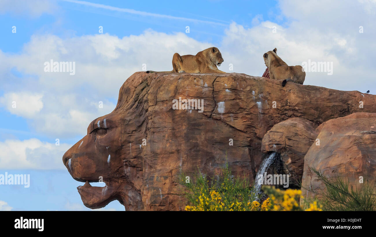 Spring Grove, APR 23 : Lion dans la belle West Midland Safari Park on APR 23, 2016 à Spring Grove, United Kingdom Banque D'Images