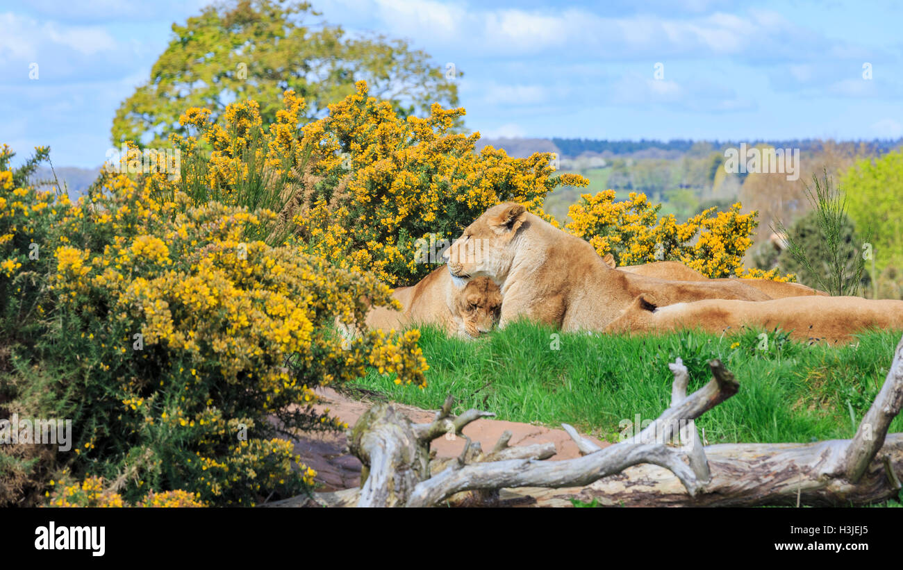 Lion dans la belle West Midland Safari Park on APR 23, 2016 à Spring Grove, United Kingdom Banque D'Images
