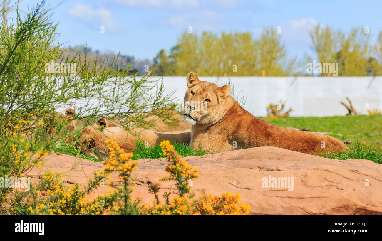 Lion dans la belle West Midland Safari Park on APR 23, 2016 à Spring Grove, United Kingdom Banque D'Images