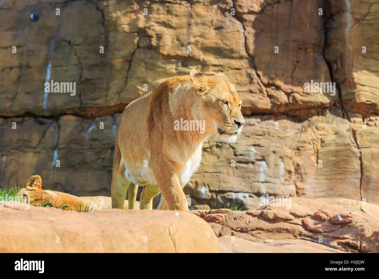 Lion dans la belle West Midland Safari Park on APR 23, 2016 à Spring Grove, United Kingdom Banque D'Images