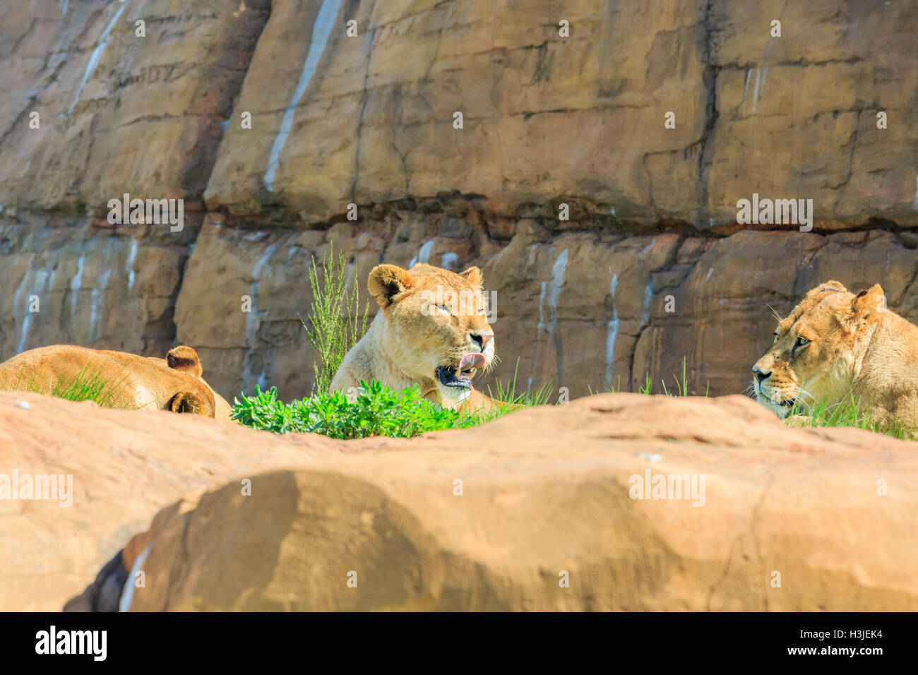 Lion dans la belle West Midland Safari Park on APR 23, 2016 à Spring Grove, United Kingdom Banque D'Images