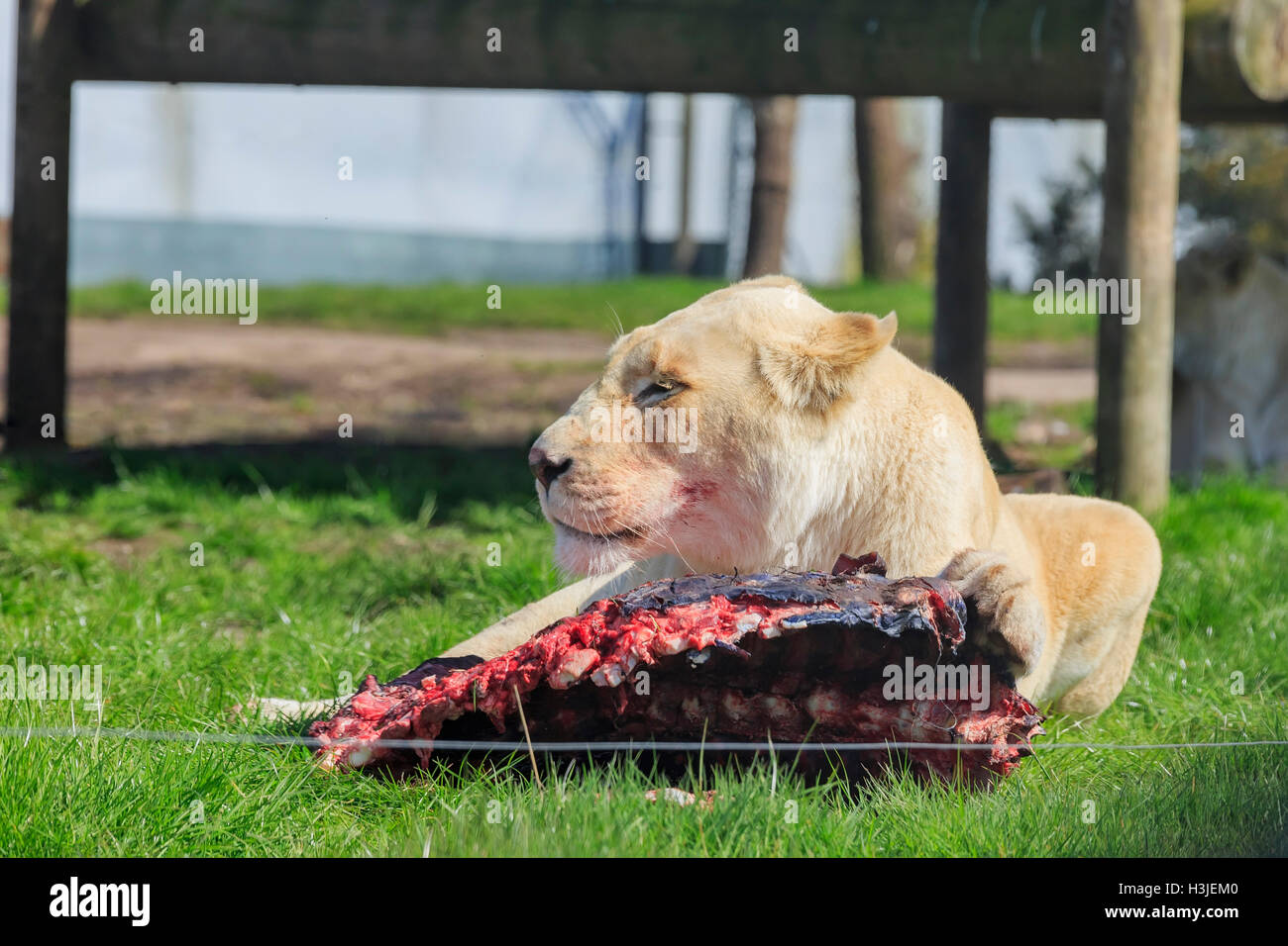 Spring Grove, APR 23 : Tigre du Bengale dans la belle West Midland Safari Park on APR 23, 2016 à Spring Grove, United Kingd Banque D'Images