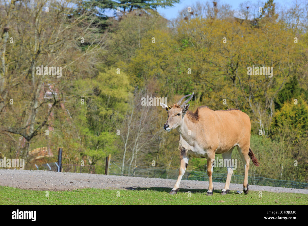 Spring Grove, APR 23 : dans la belle Antilope West Midland Safari Park on APR 23, 2016 à Spring Grove, United Kingdom Banque D'Images