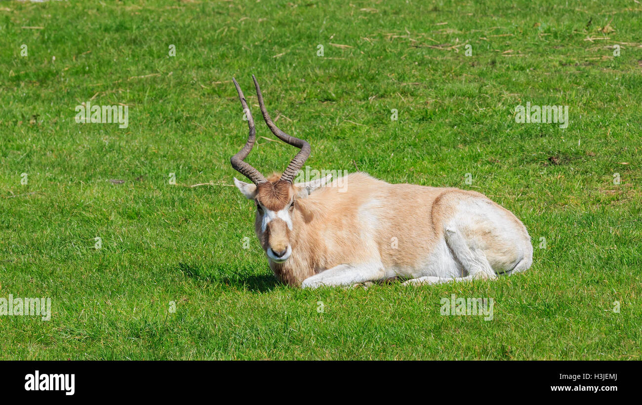 Spring Grove, APR 23 : dans la belle Antilope West Midland Safari Park on APR 23, 2016 à Spring Grove, United Kingdom Banque D'Images
