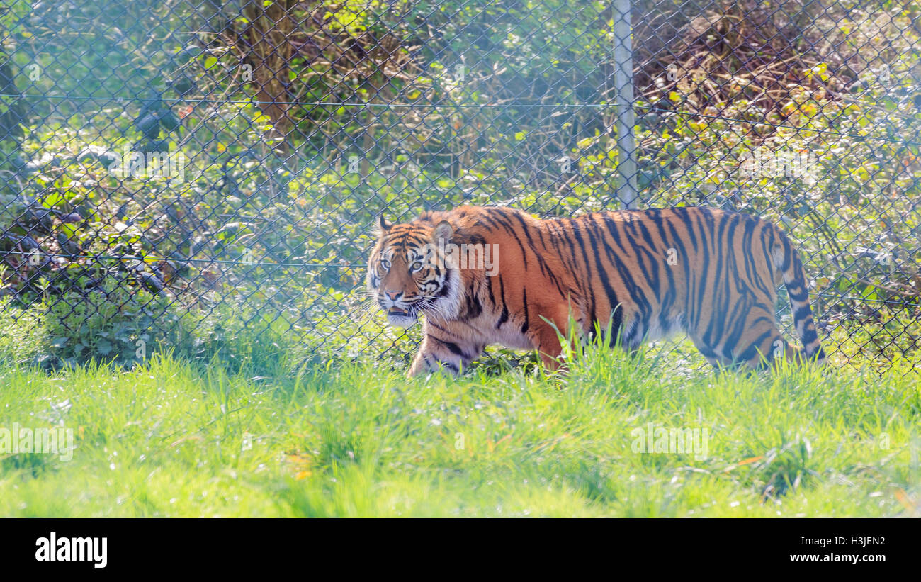 Spring Grove, APR 23 : Tigre dans la belle West Midland Safari Park on APR 23, 2016 à Spring Grove, United Kingdom Banque D'Images