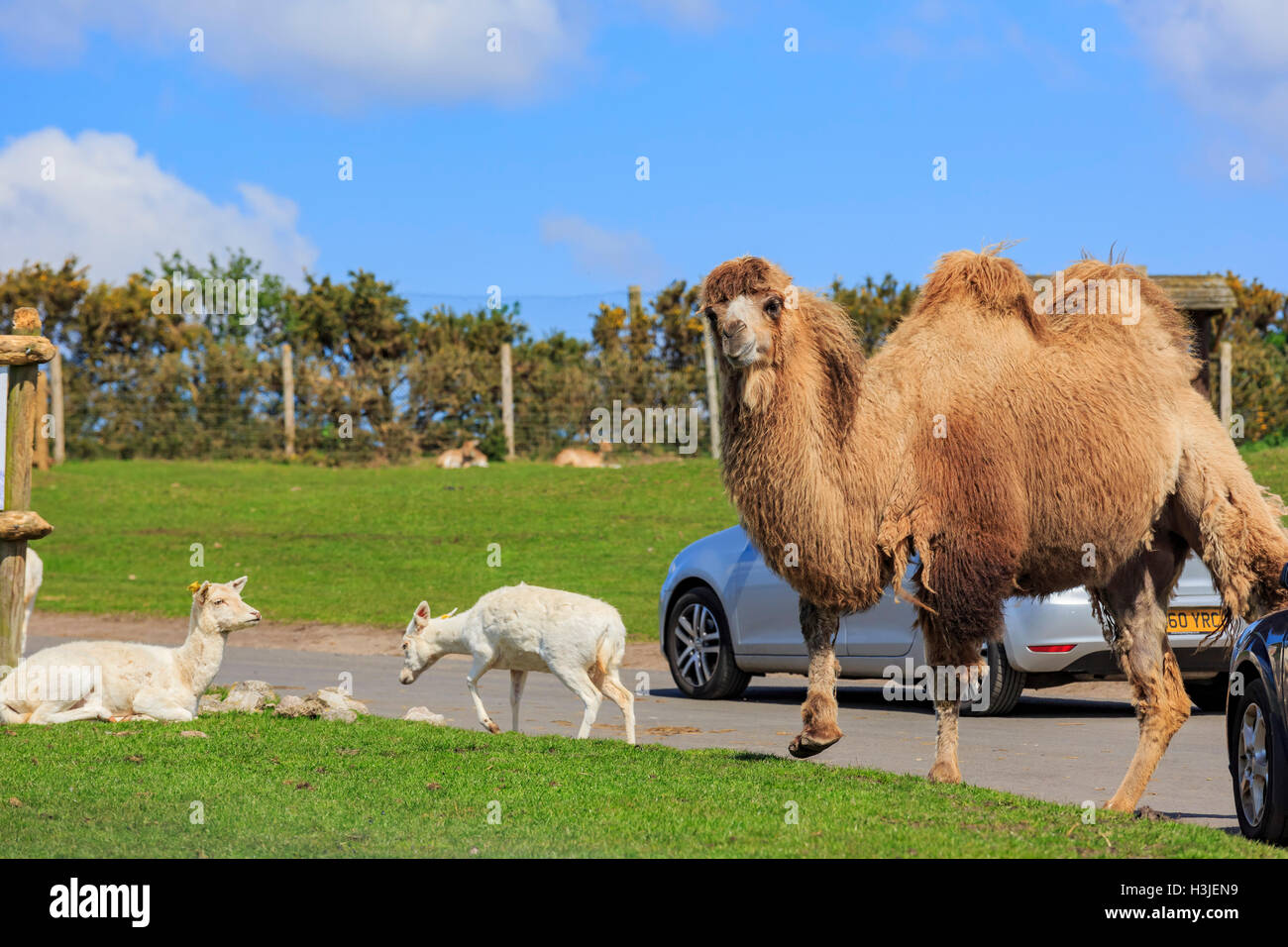 Spring Grove, APR 23 : l'Axis dans le beau West Midland Safari Park on APR 23, 2016 à Spring Grove, United Kingdom Banque D'Images