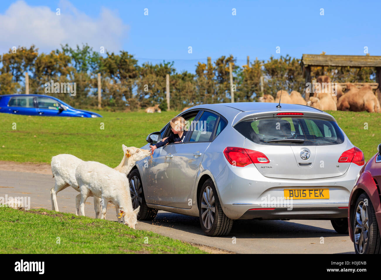 Spring Grove, APR 23 : l'Axis dans le beau West Midland Safari Park on APR 23, 2016 à Spring Grove, United Kingdom Banque D'Images
