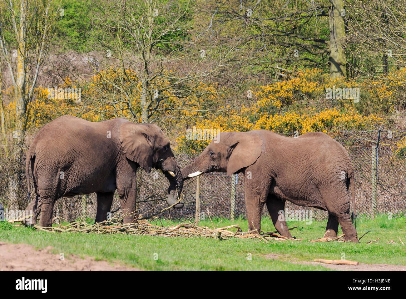 Spring Grove, APR 23 : Éléphant dans la magnifique West Midland Safari Park on APR 23, 2016 à Spring Grove, United Kingdom Banque D'Images
