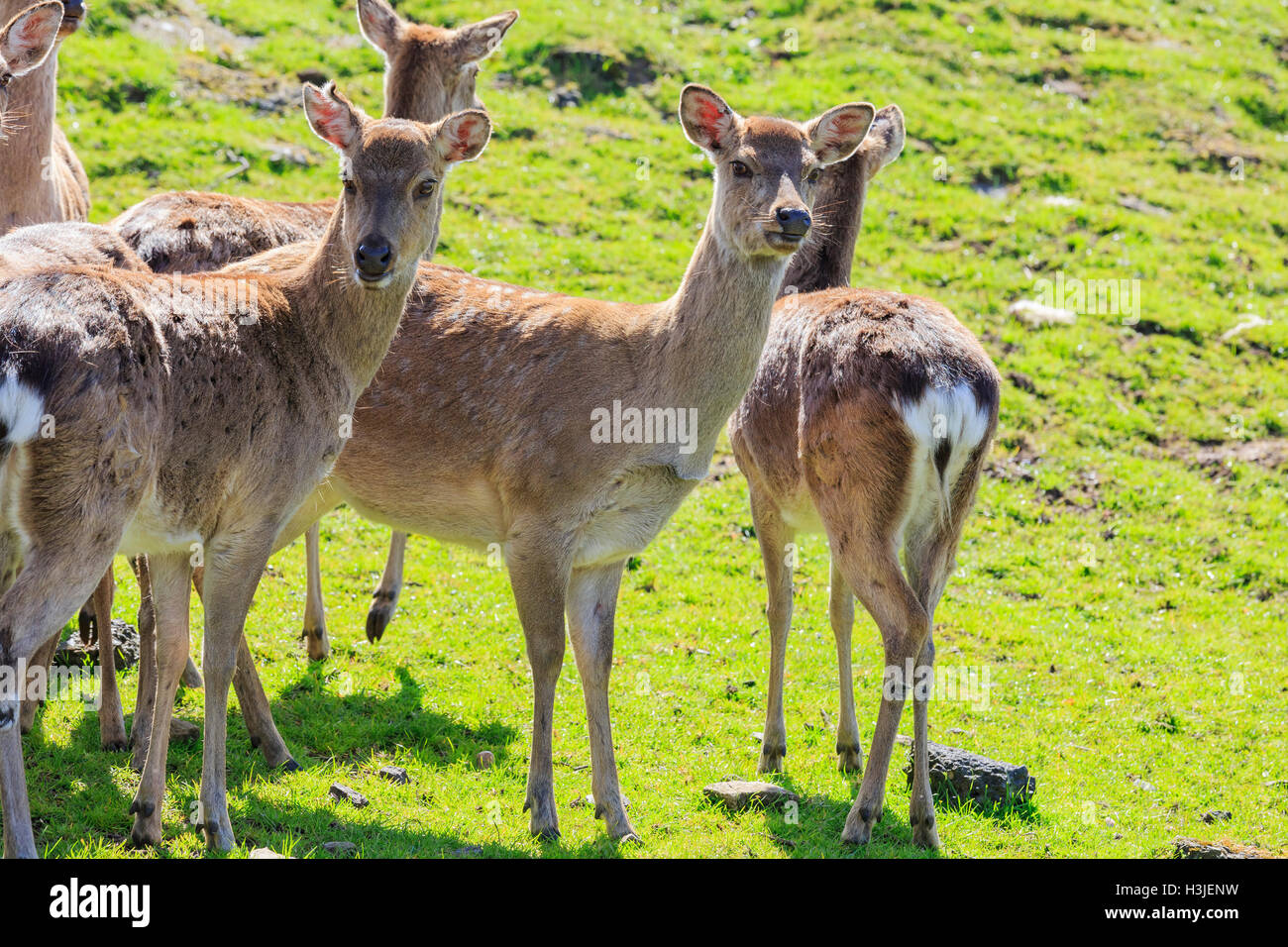 Chevreuil dans la magnifique West Midland Safari Park on APR 23, 2016 à Spring Grove, United Kingdom Banque D'Images