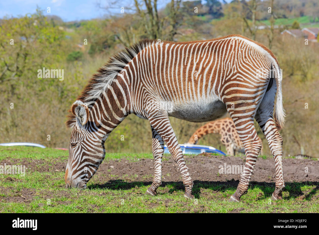 Le zèbre dans la magnifique West Midland Safari Park on APR 23, 2016 à Spring Grove, United Kingdom Banque D'Images