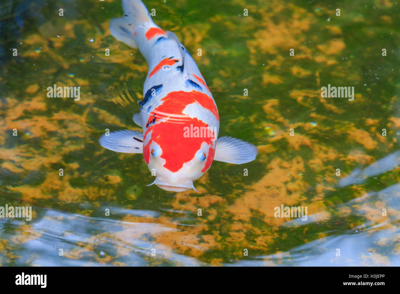 Poisson carpe dans le beau West Midland Safari Park on APR 23, 2016 à Spring Grove, United Kingdom Banque D'Images