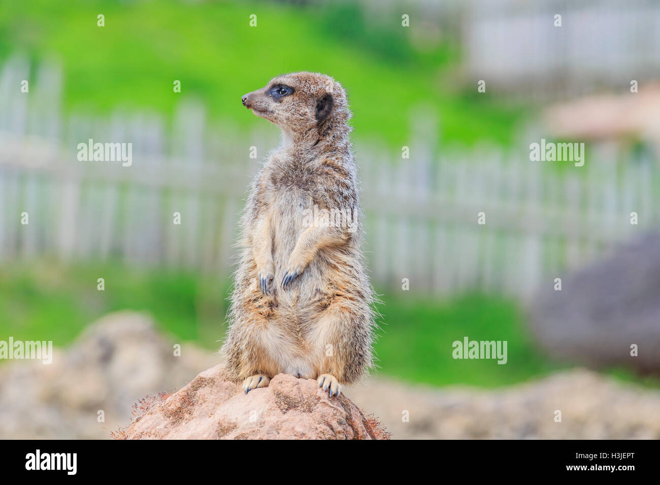 La belle dans la belle suricates West Midland Safari Park on APR 23, 2016 à Spring Grove, United Kingdom Banque D'Images
