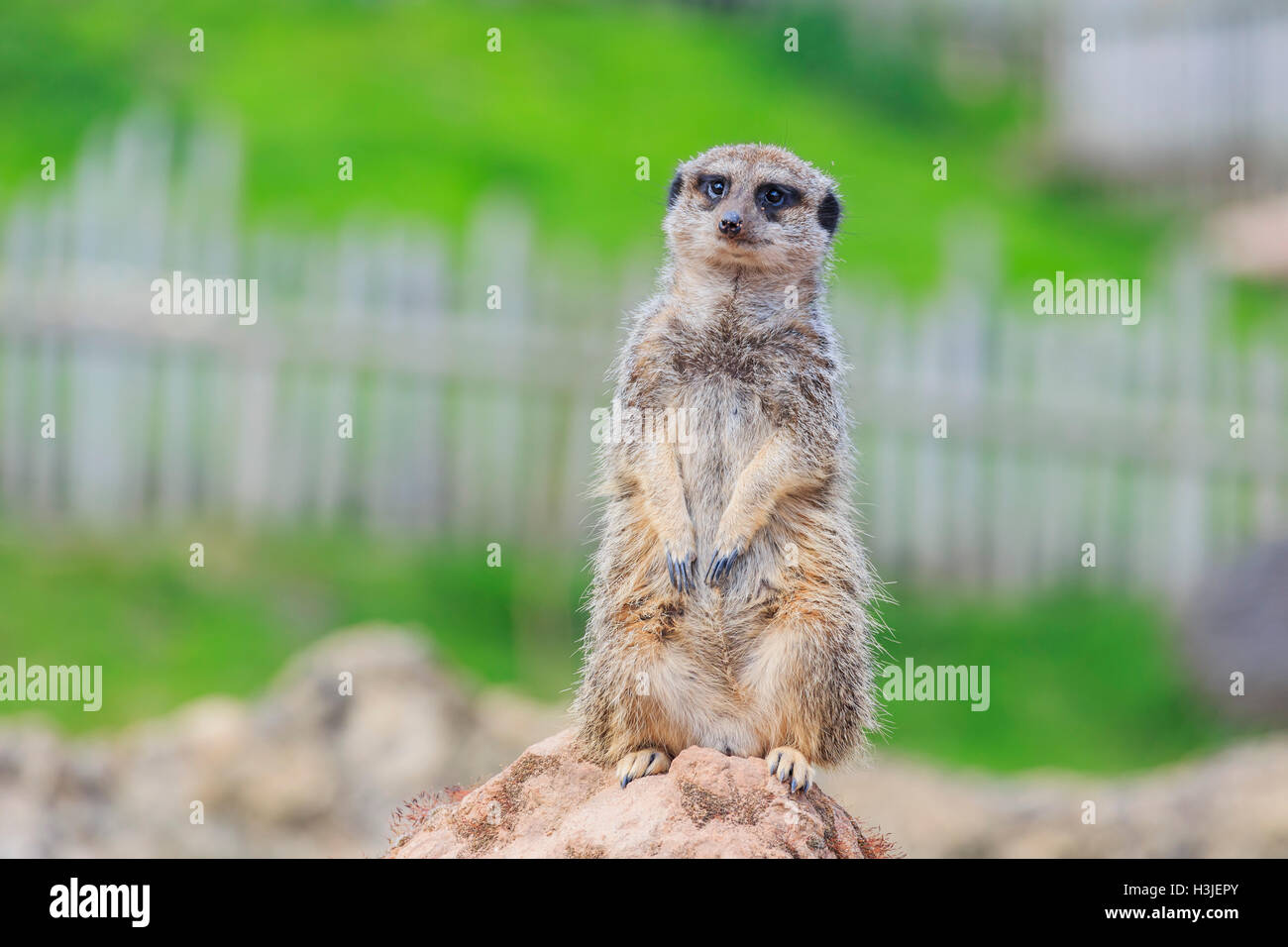 La belle dans la belle suricates West Midland Safari Park on APR 23, 2016 à Spring Grove, United Kingdom Banque D'Images