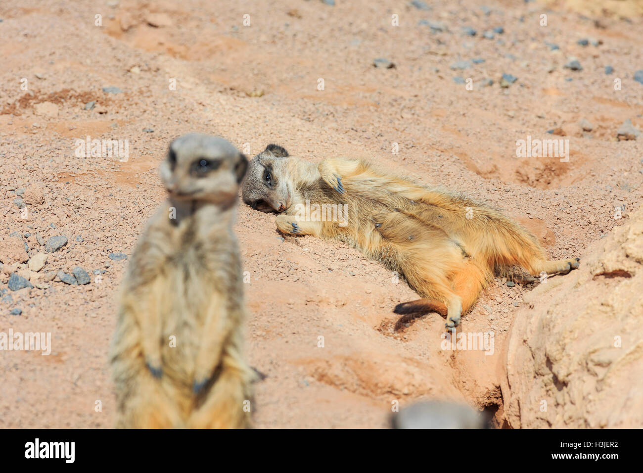 La belle dans la belle suricates West Midland Safari Park on APR 23, 2016 à Spring Grove, United Kingdom Banque D'Images