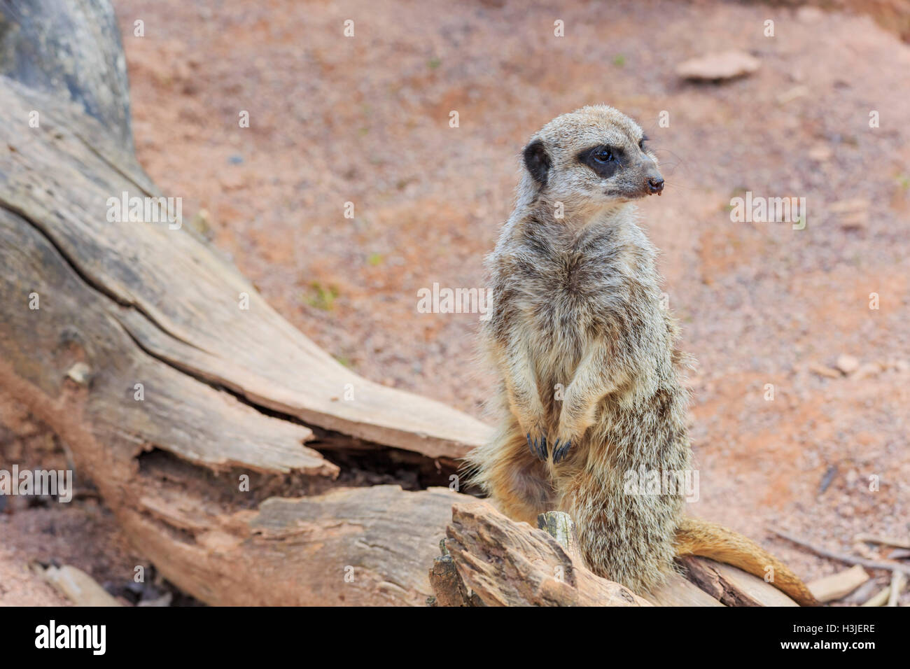 La belle dans la belle suricates West Midland Safari Park on APR 23, 2016 à Spring Grove, United Kingdom Banque D'Images