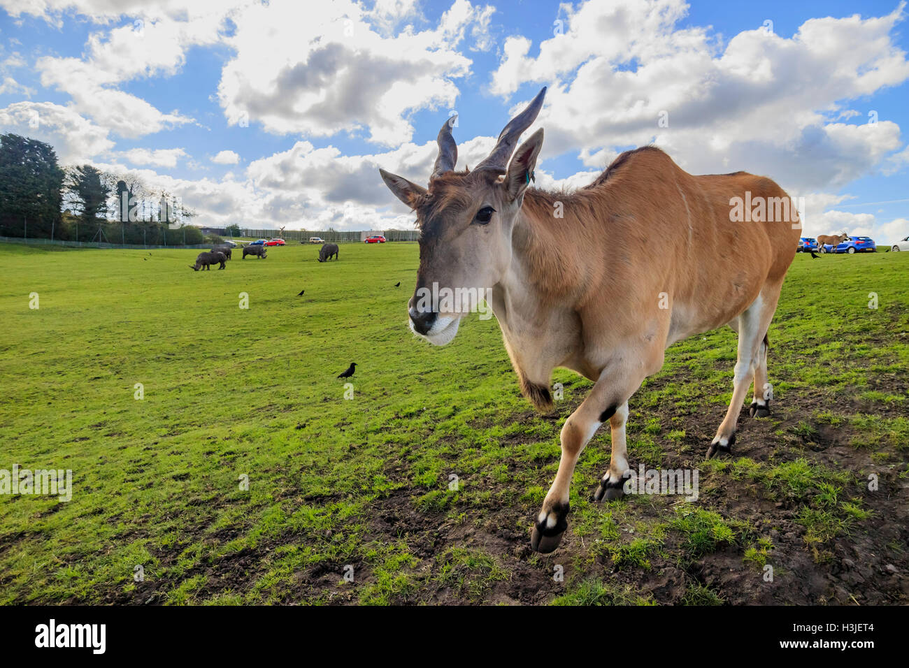 Spring Grove, APR 23 : dans la belle Antilope West Midland Safari Park on APR 23, 2016 à Spring Grove, United Kingdom Banque D'Images