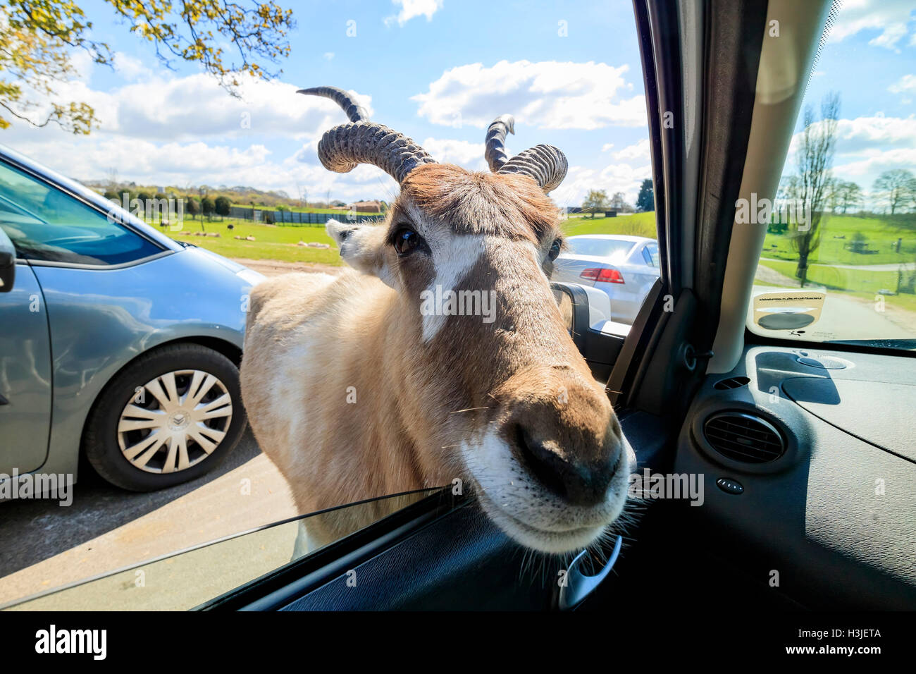 Spring Grove, APR 23 : dans la belle Antilope West Midland Safari Park on APR 23, 2016 à Spring Grove, United Kingdom Banque D'Images
