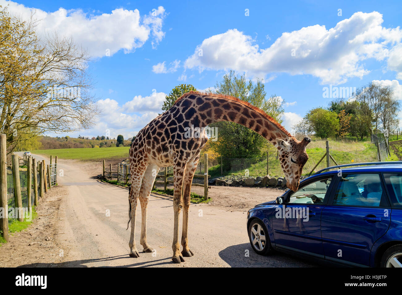 Spring Grove, APR 23 : Giraffe walking in la belle West Midland Safari Park on APR 23, 2016 à Spring Grove, United Kingdom Banque D'Images