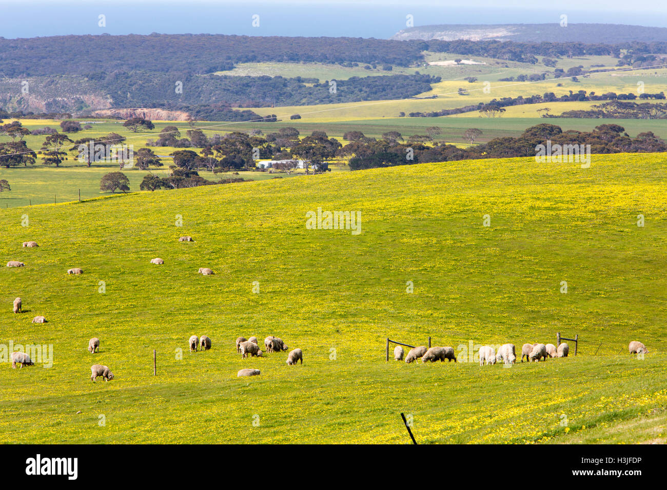 Domaine de marguerites jaunes au printemps sur l'île Kangourou, à la plage et au nord vers Snelling Stokes Bay, Australie du Sud Banque D'Images