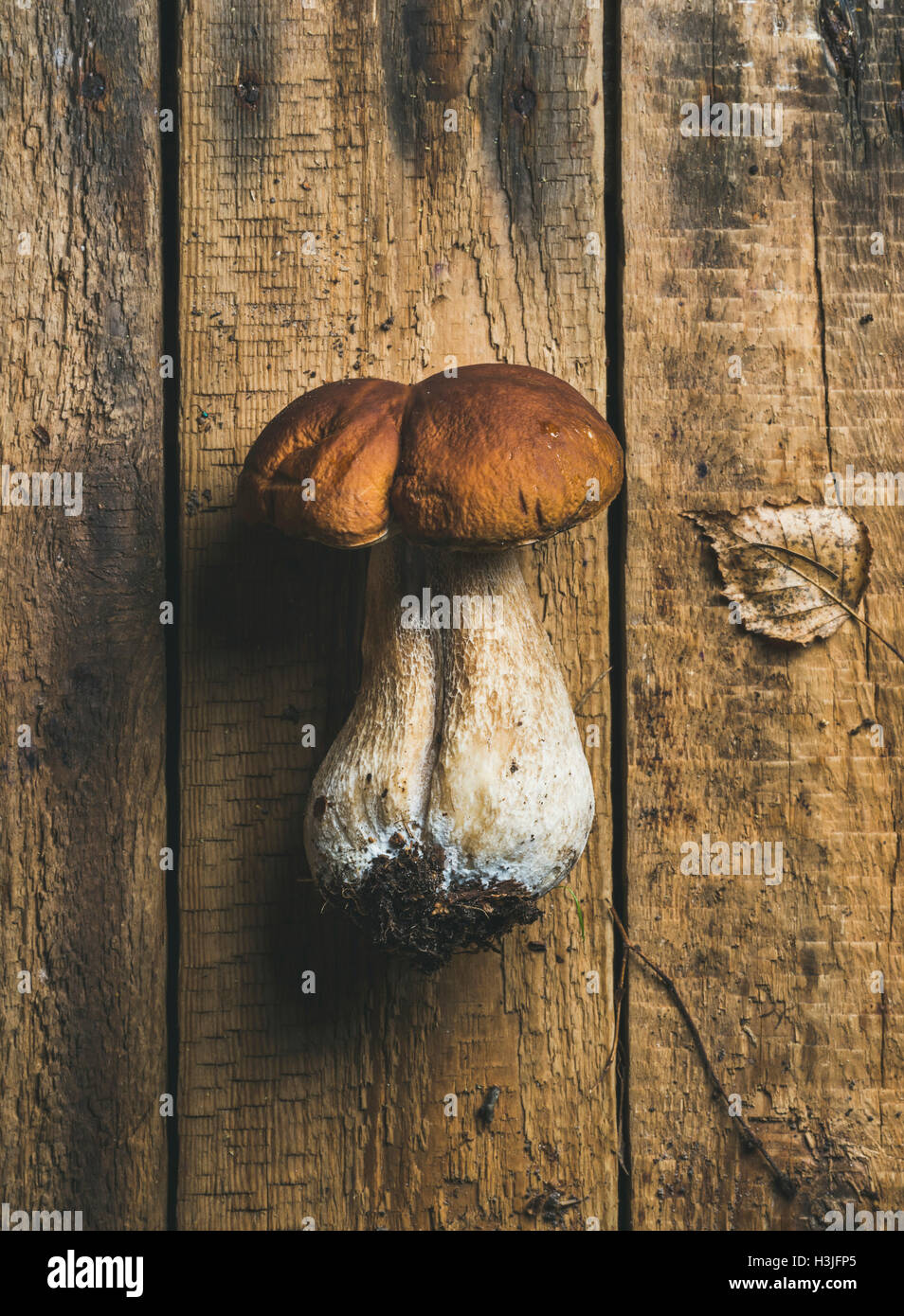 Crus de champignons blancs frais et feuille sèche sur fond de bois rustique minable, vue du dessus, la composition verticale Banque D'Images