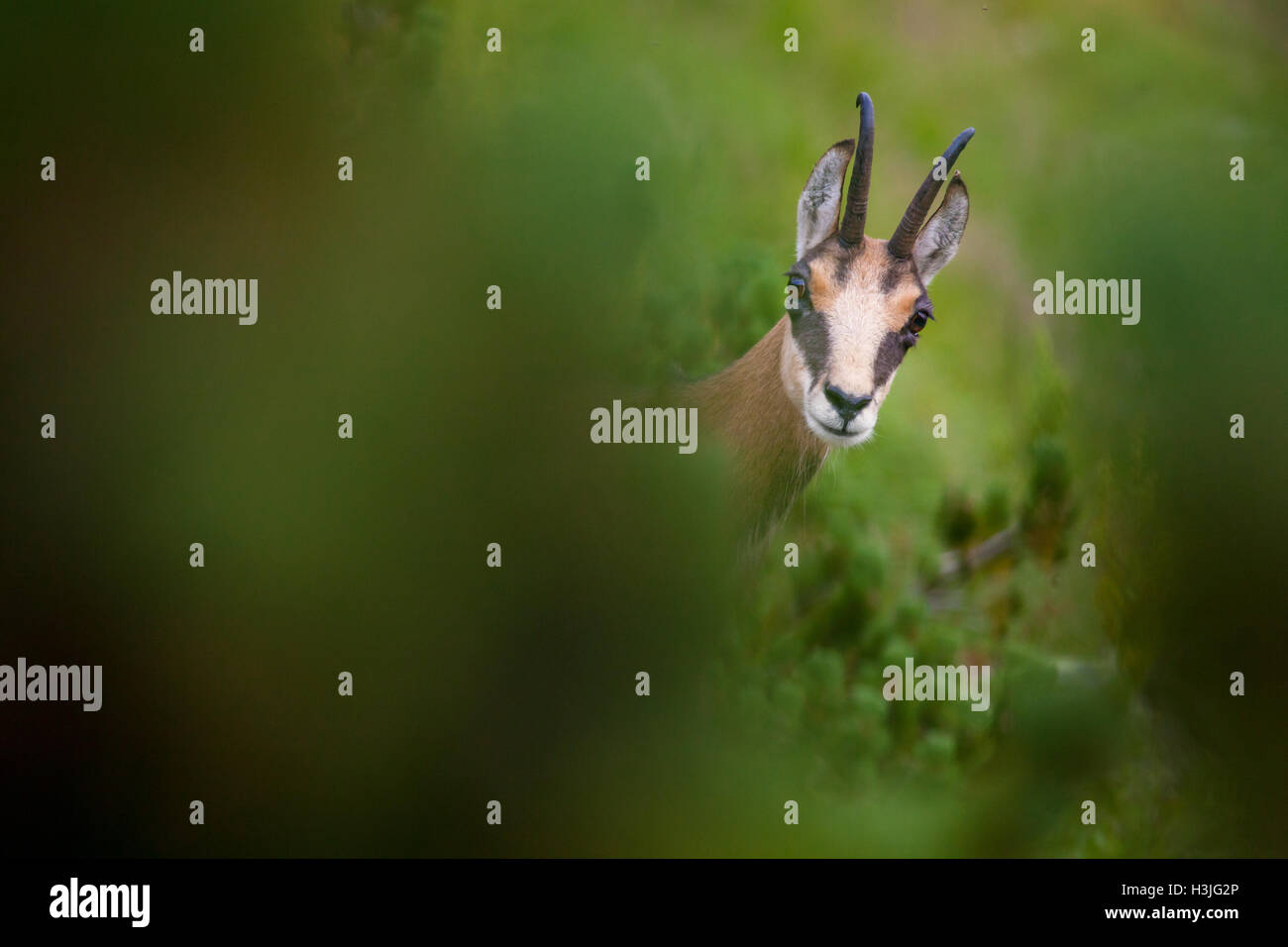 Chamois à scrub cachés Banque D'Images