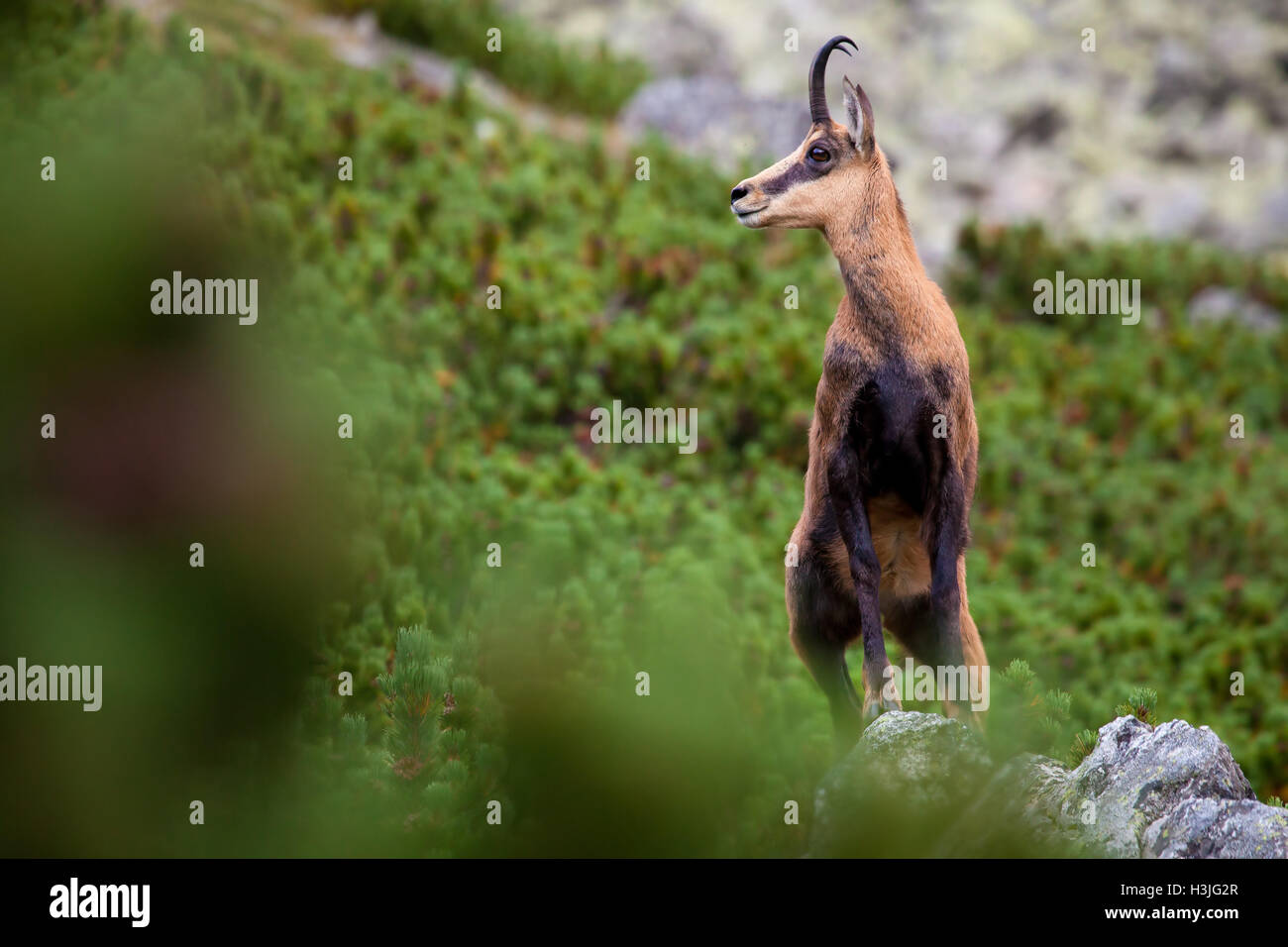 Chamois sur le rocher Banque D'Images