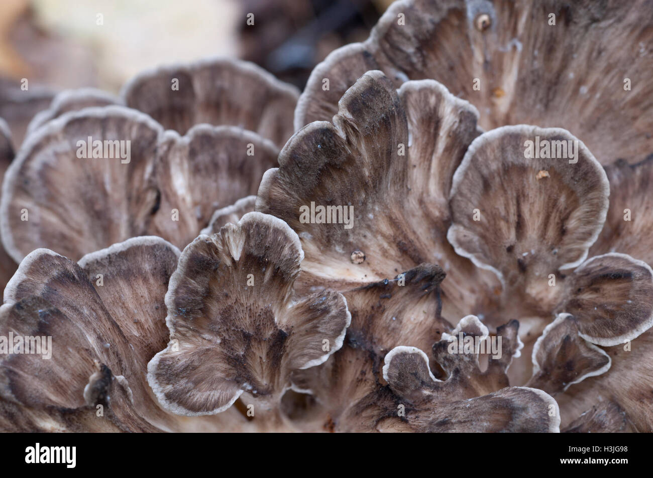 Grifola frondosa, whidele khown champignon polyporus comestibles en Extrême-Orient et en Amérique du Nord. Banque D'Images