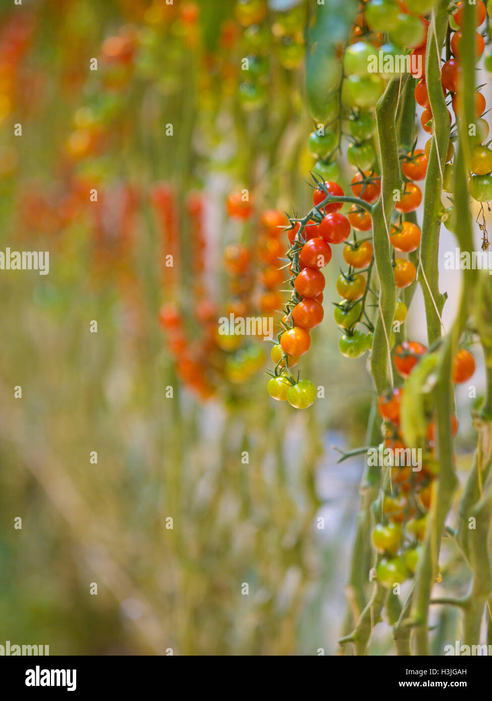 La culture des tomates dans une serre à l'échelle industrielle, Rilland, Zélande, Pays-Bas Banque D'Images