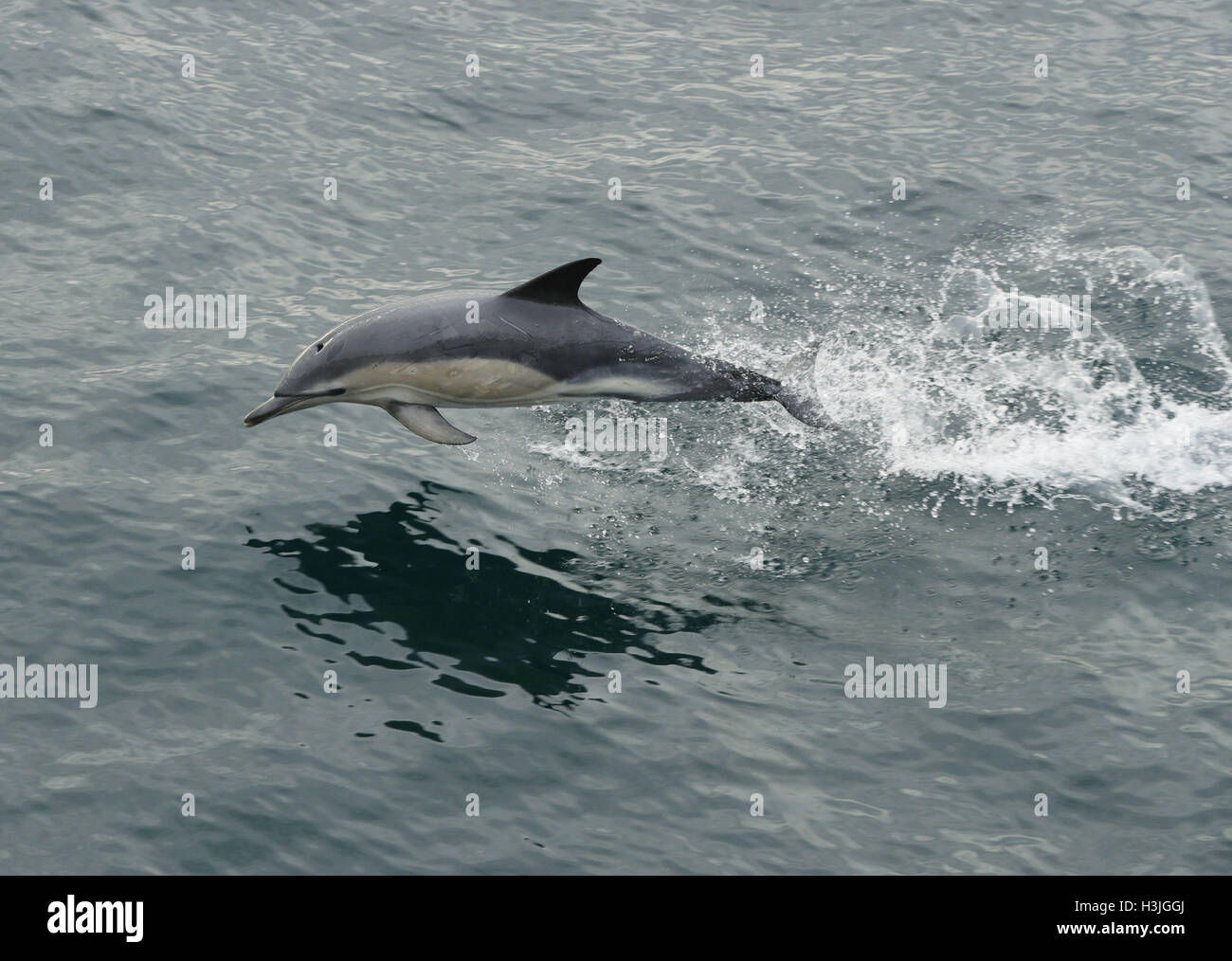 Un dauphin saute au-dessus de la surface de l'eau dans le Sound of Sleat, un étroit canal de la mer sur la côte ouest de l'Écosse. Banque D'Images