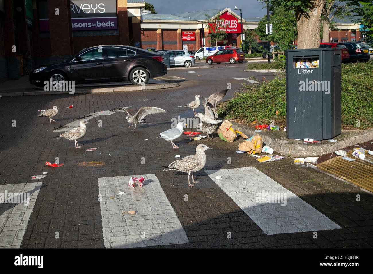 Seaguls manger détritus de macdonalds, food, restauration rapide, burger, de l'eau, déchets, copeaux, polluer, boeuf, vert, tout à la poubelle, pollution, polyst Banque D'Images