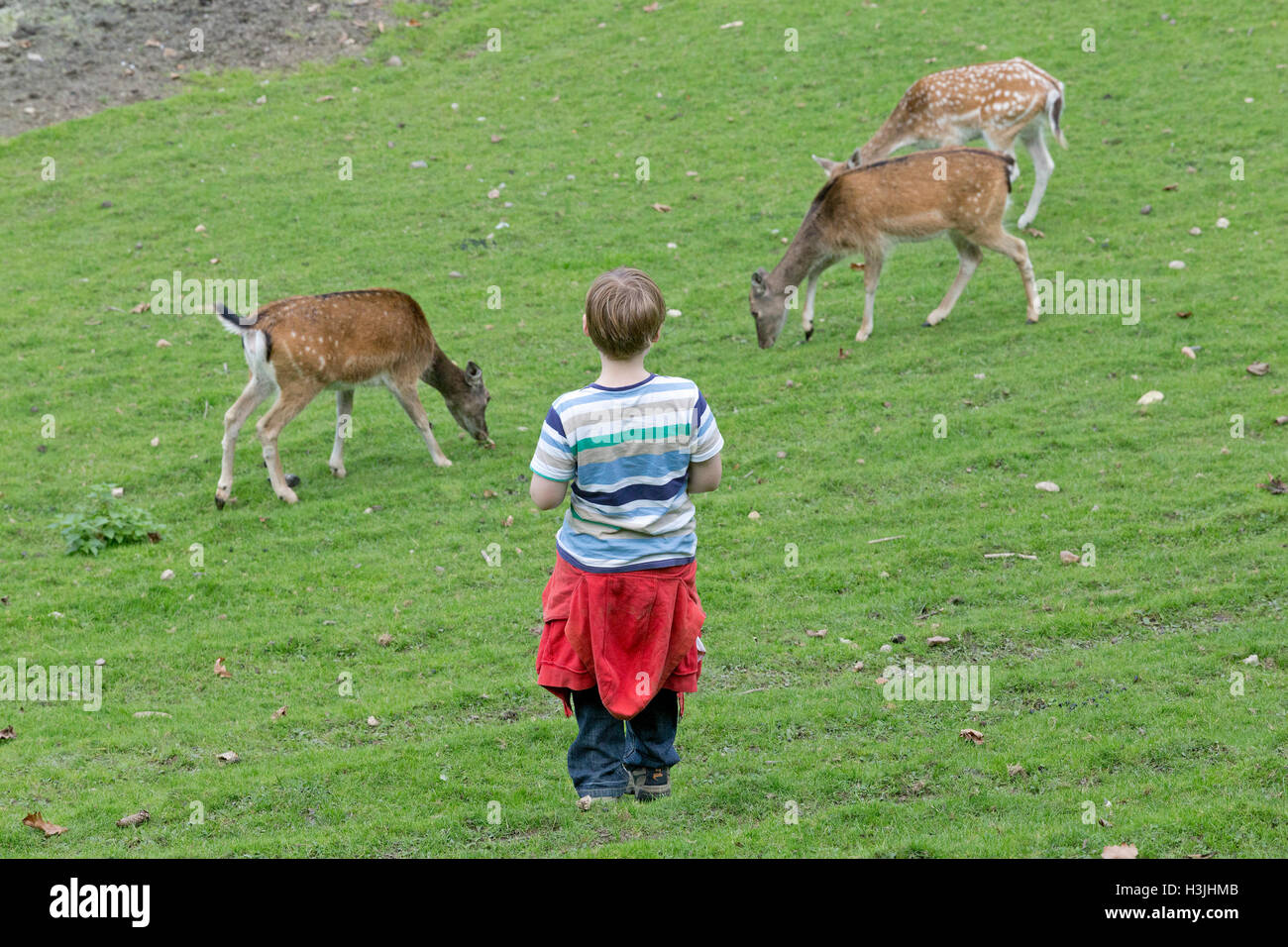 Boy feeding deer, Wildpark Schwarze Berge, Basse-Saxe, Allemagne Banque D'Images