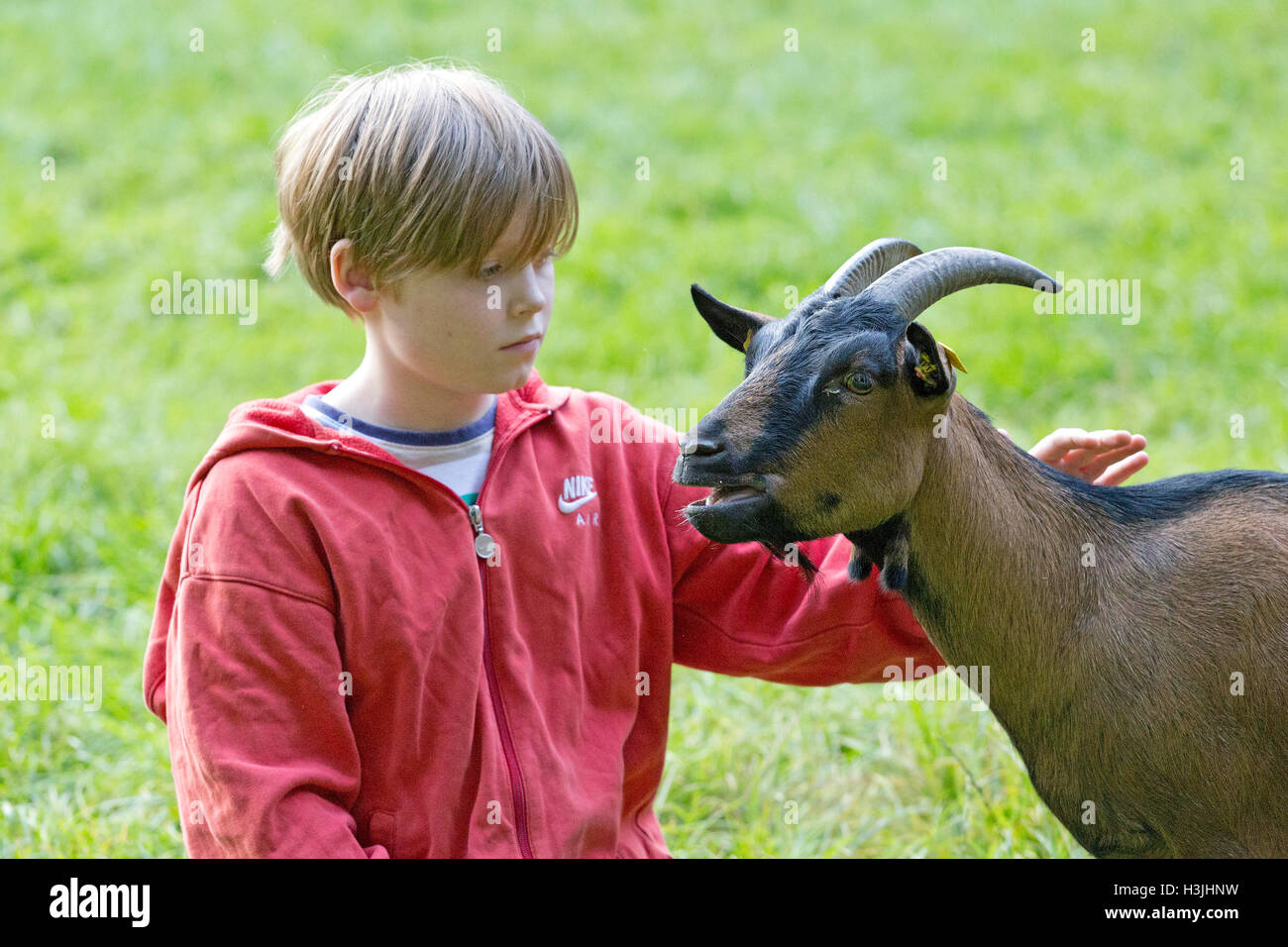 Boy petting goat, Wildpark Schwarze Berge, Basse-Saxe, Allemagne Banque D'Images