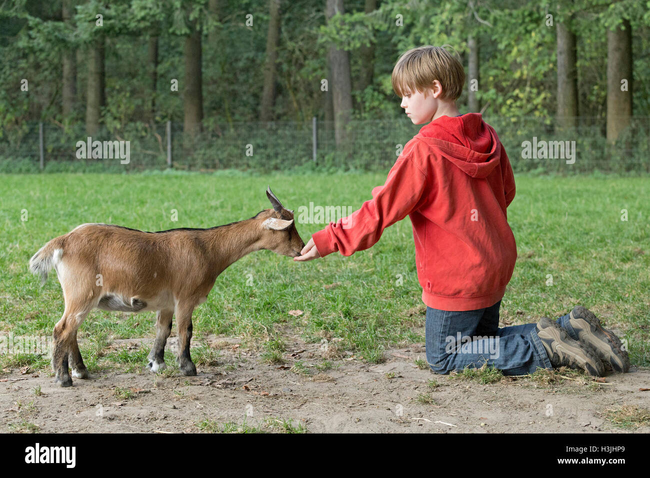 Donner une chèvre garçon traiter, Wildpark Schwarze Berge, Basse-Saxe, Allemagne Banque D'Images