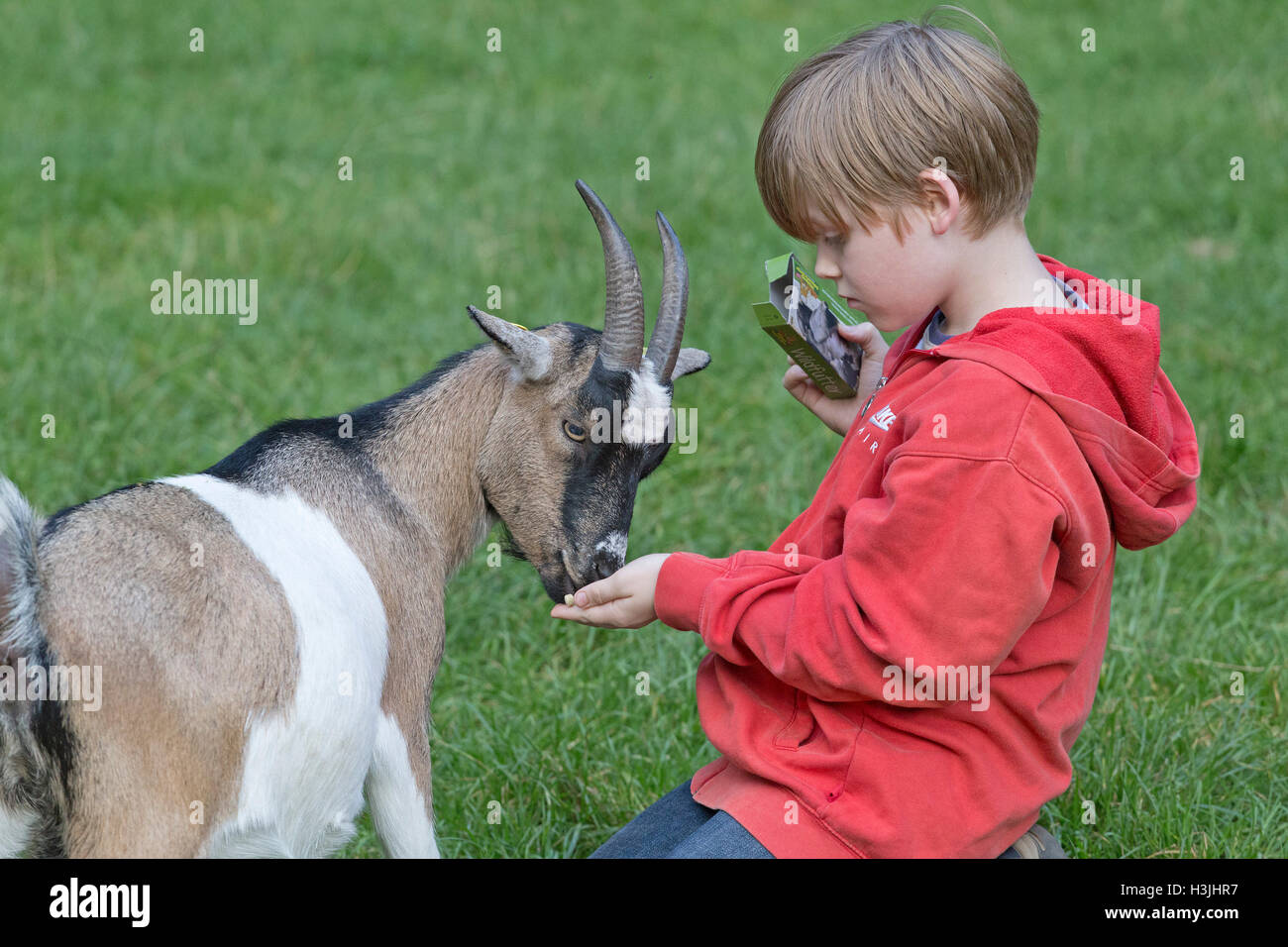 Donner une chèvre garçon traiter, Wildpark Schwarze Berge, Basse-Saxe, Allemagne Banque D'Images