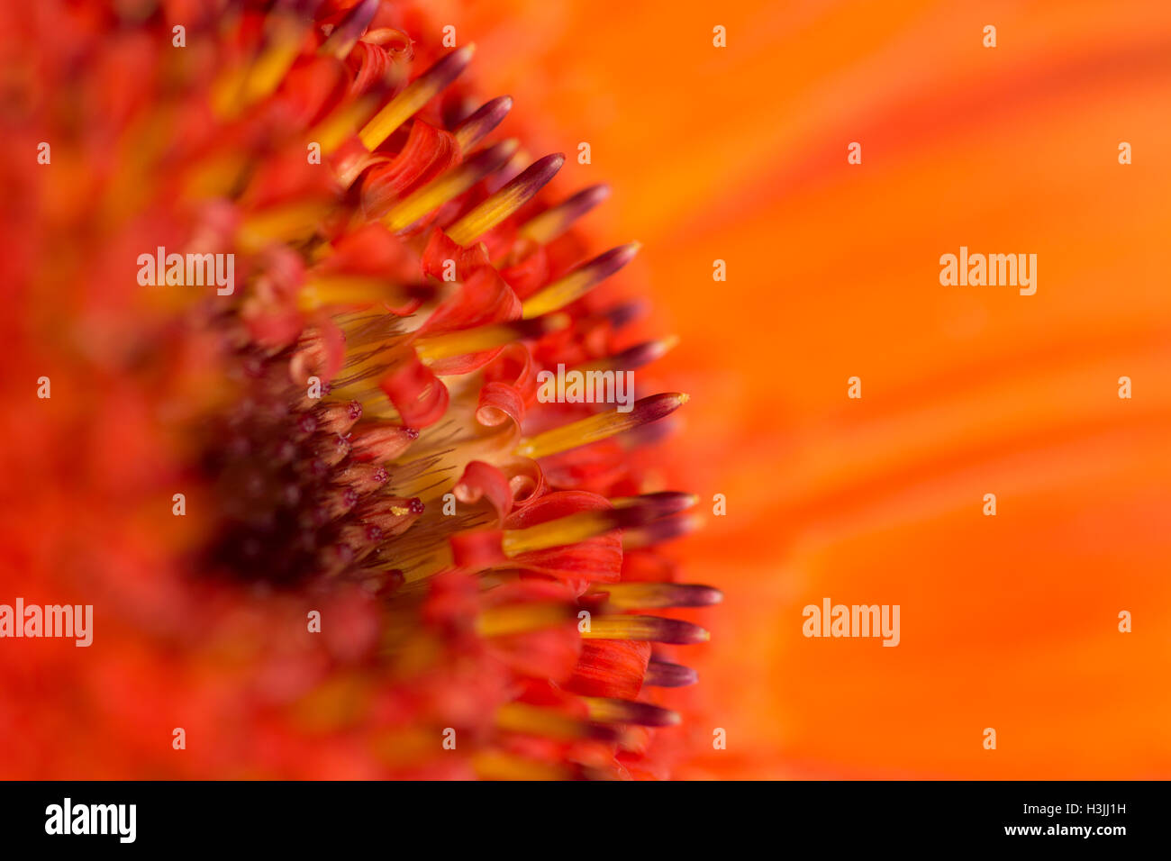 Élégant orange vif Gerbera Banque D'Images