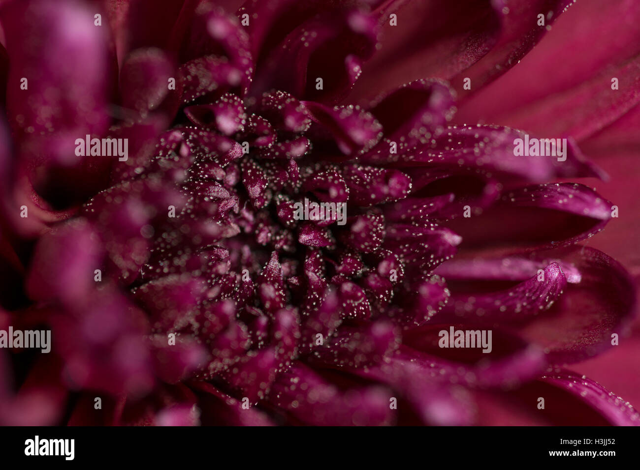 Fleur pourpre vibrant Banque D'Images