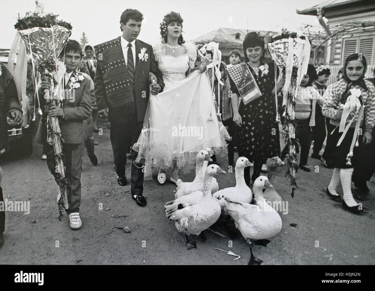 Après la chute de Nicolae Ceaușescu en décembre 1989 en Roumanie, les plus riches de la classe les gens ordinaires étaient des paysans (pas un terme péjoratif) parce qu'ils contrôlaient la production de denrées alimentaires. Dans ce street parade de mariage dans un village près de Bucarest un troupeau d'oies se faire attraper vers le haut avec la fête de mariage. Banque D'Images