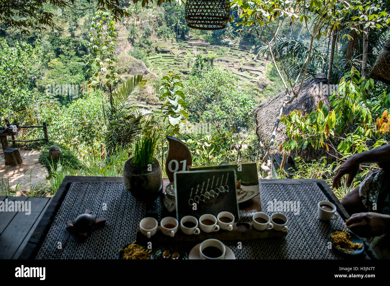 Dégustation de Café Bali Indonésie Luwak brassée dans la jungle Photo Stock  - Alamy