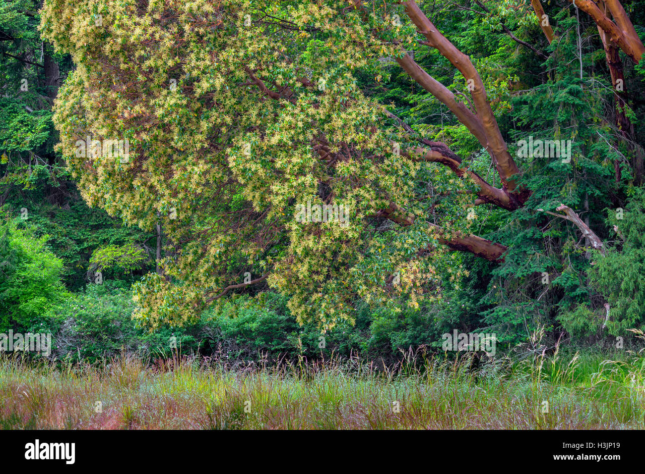 USA, Washington, San Juan Island National Historical Park, Camp anglais, des arbres fleuris de Madrone du Pacifique aux côtés de Douglas. Banque D'Images