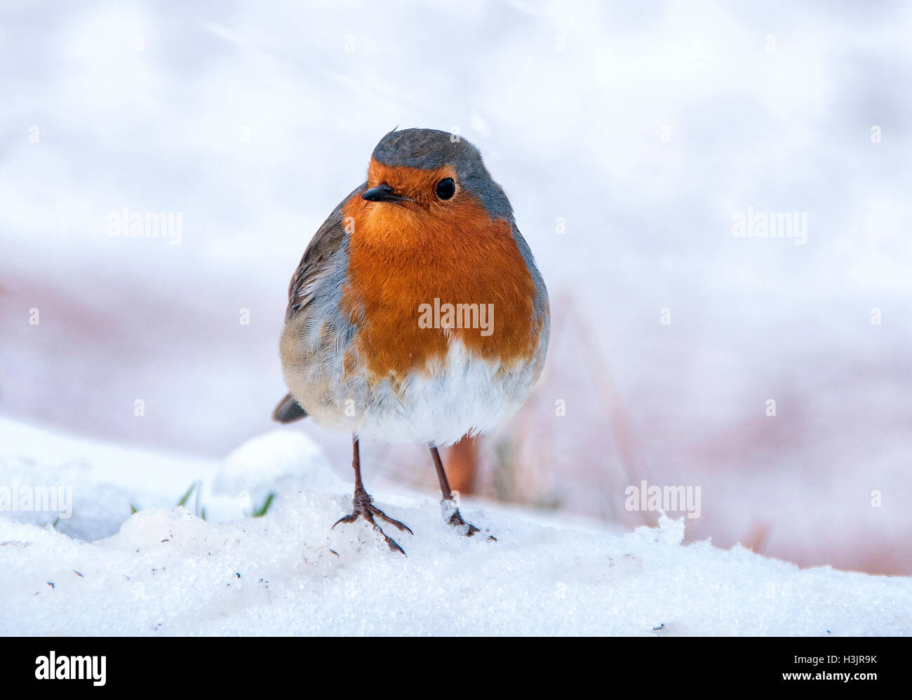 European Robin (Erithacus rubecula aux abords) dans la neige. Banque D'Images