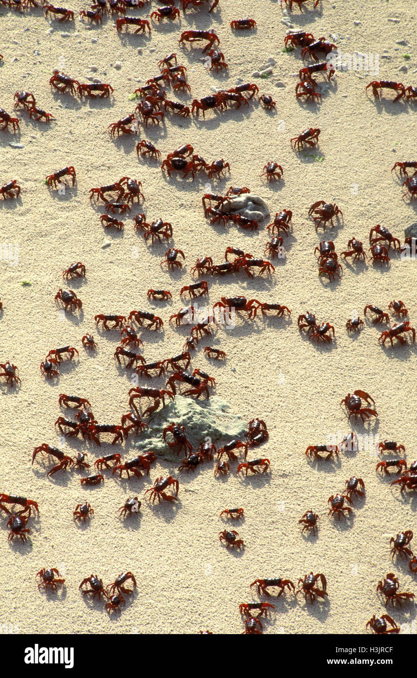 L'île de noël crabe rouge (gecarcoidea natalis) Banque D'Images