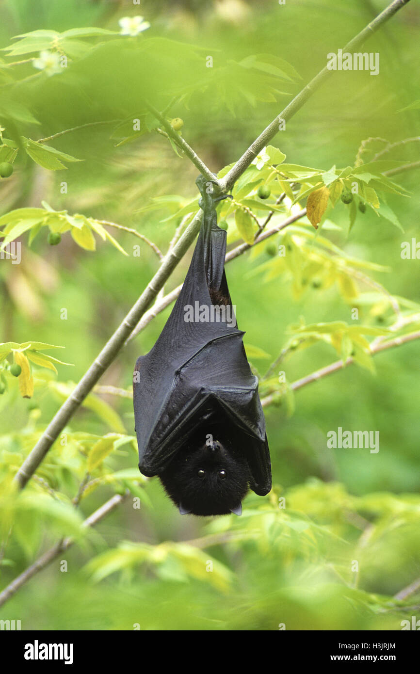 Black-eared flying fox (pteropus melanotus) Banque D'Images