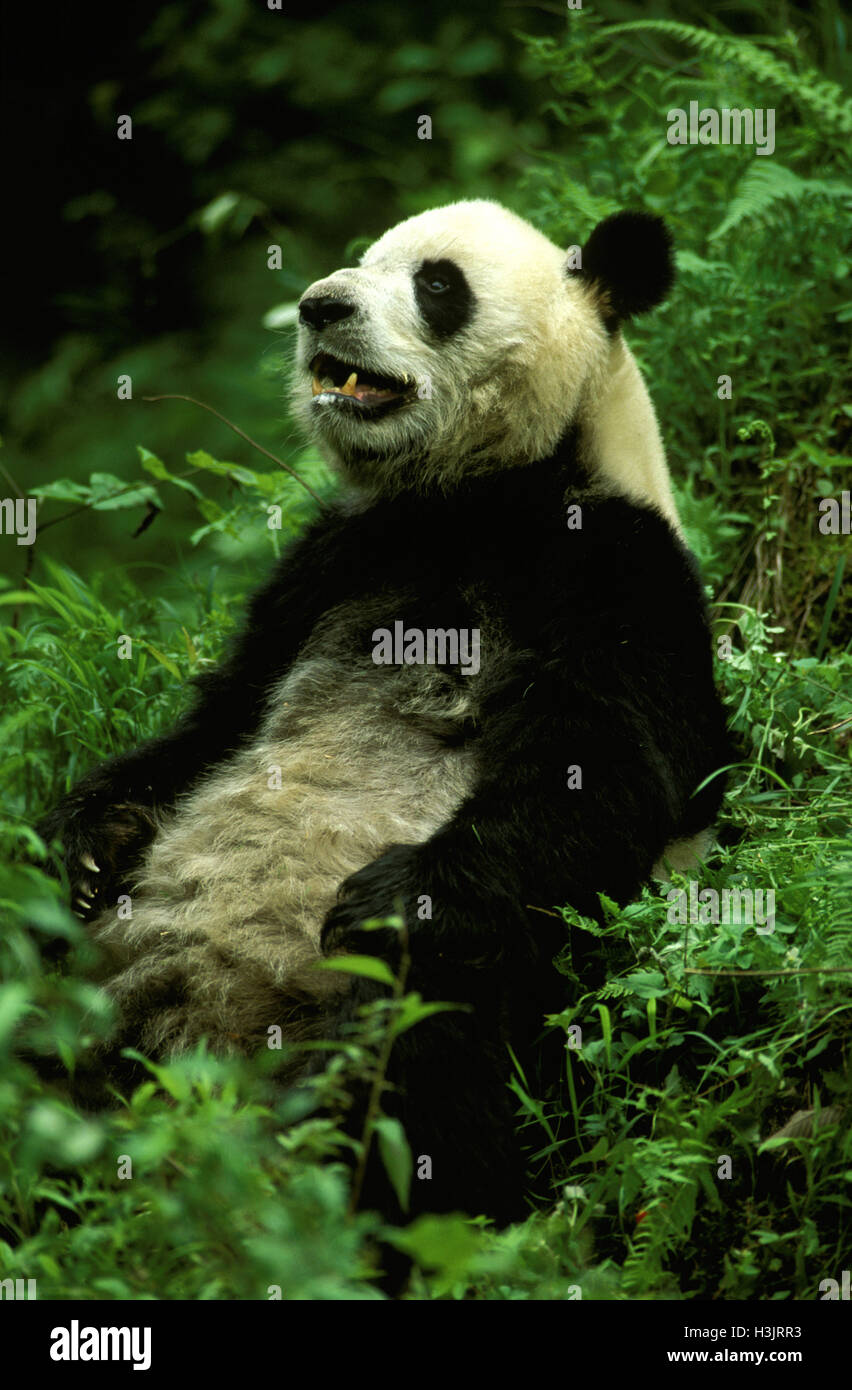 Panda géant (Ailuropoda melanoleuca) Banque D'Images