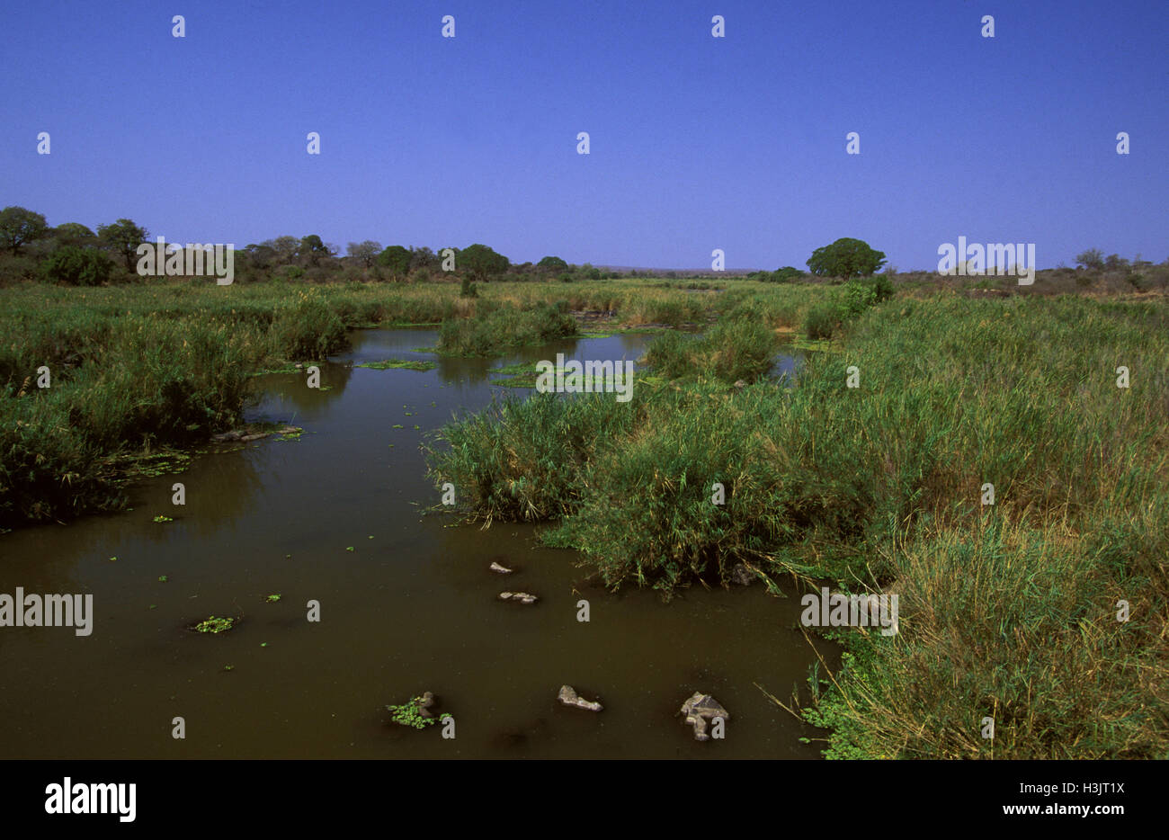 Un marais dans le parc national Kruger, Banque D'Images