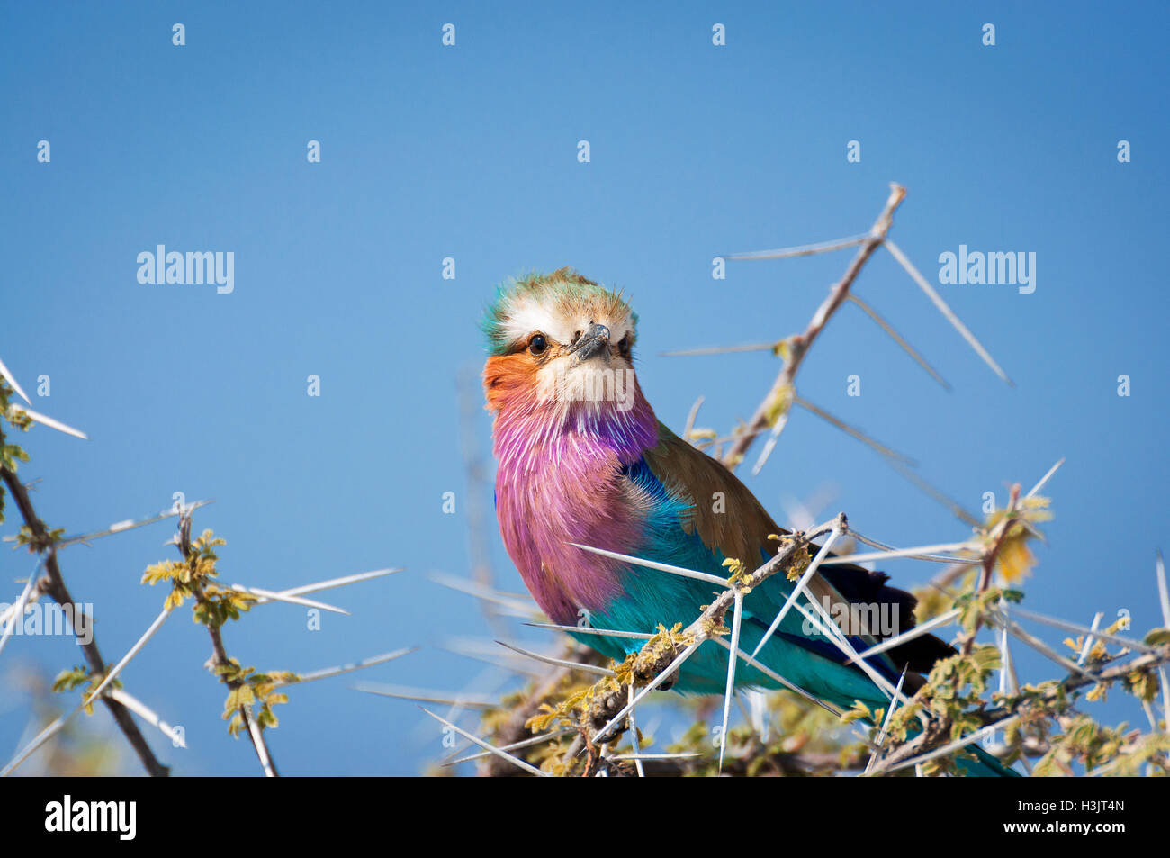 Lilac-Breasted Rouleau dans une succursale dans le Parc National d'Etosha en Namibie, Afrique Banque D'Images Lilac-Breasted Rouleau dans une succursale dans le Parc National d'Etosha en Namibie, Afrique Banque D'Images