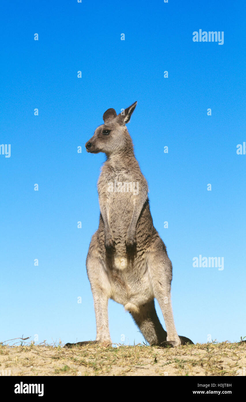 Le kangourou gris (Macropus giganteus) Banque D'Images