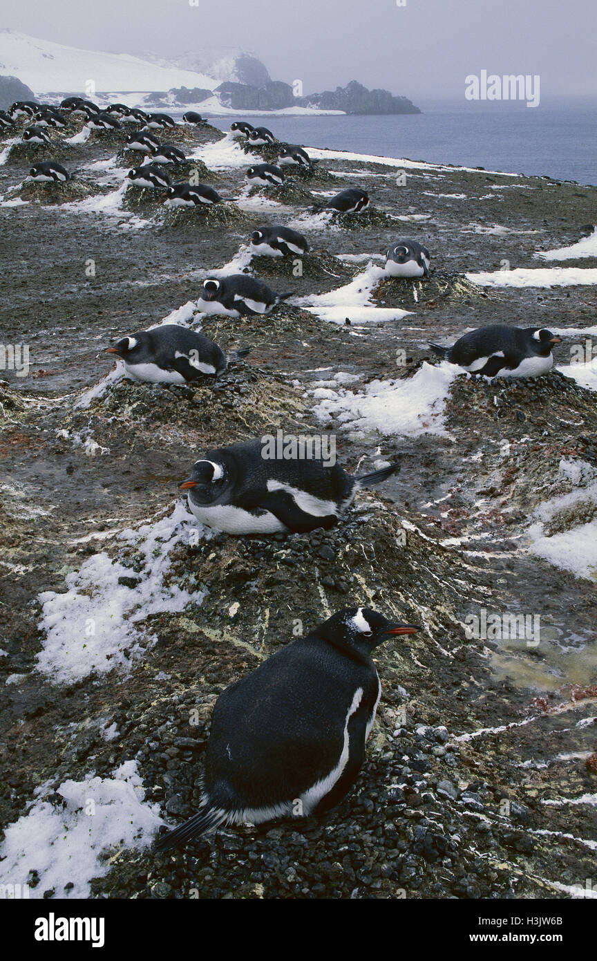 Gentoo pingouin (Pygoscelis papua) Banque D'Images