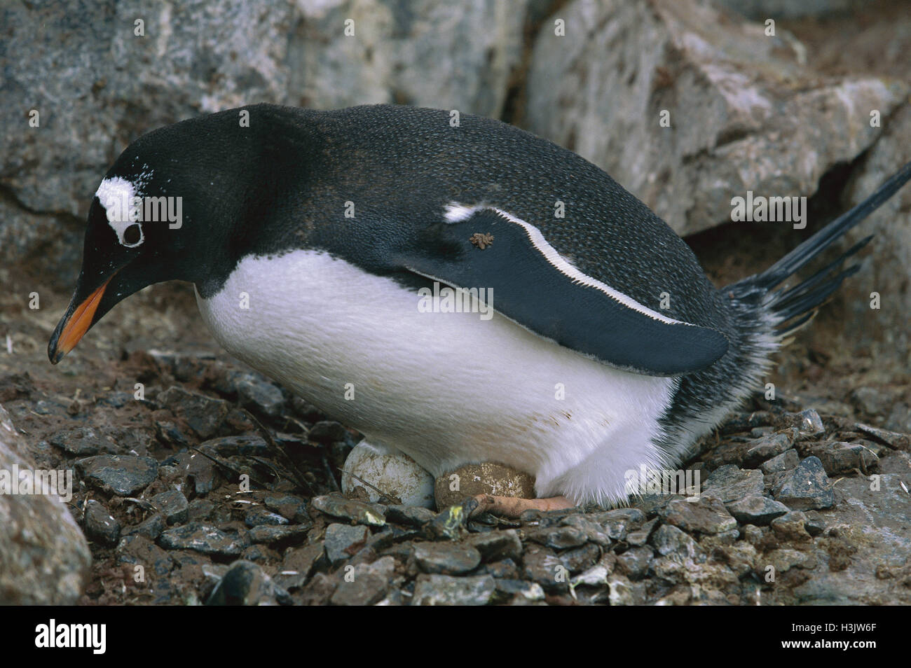 Gentoo pingouin (Pygoscelis papua) Banque D'Images