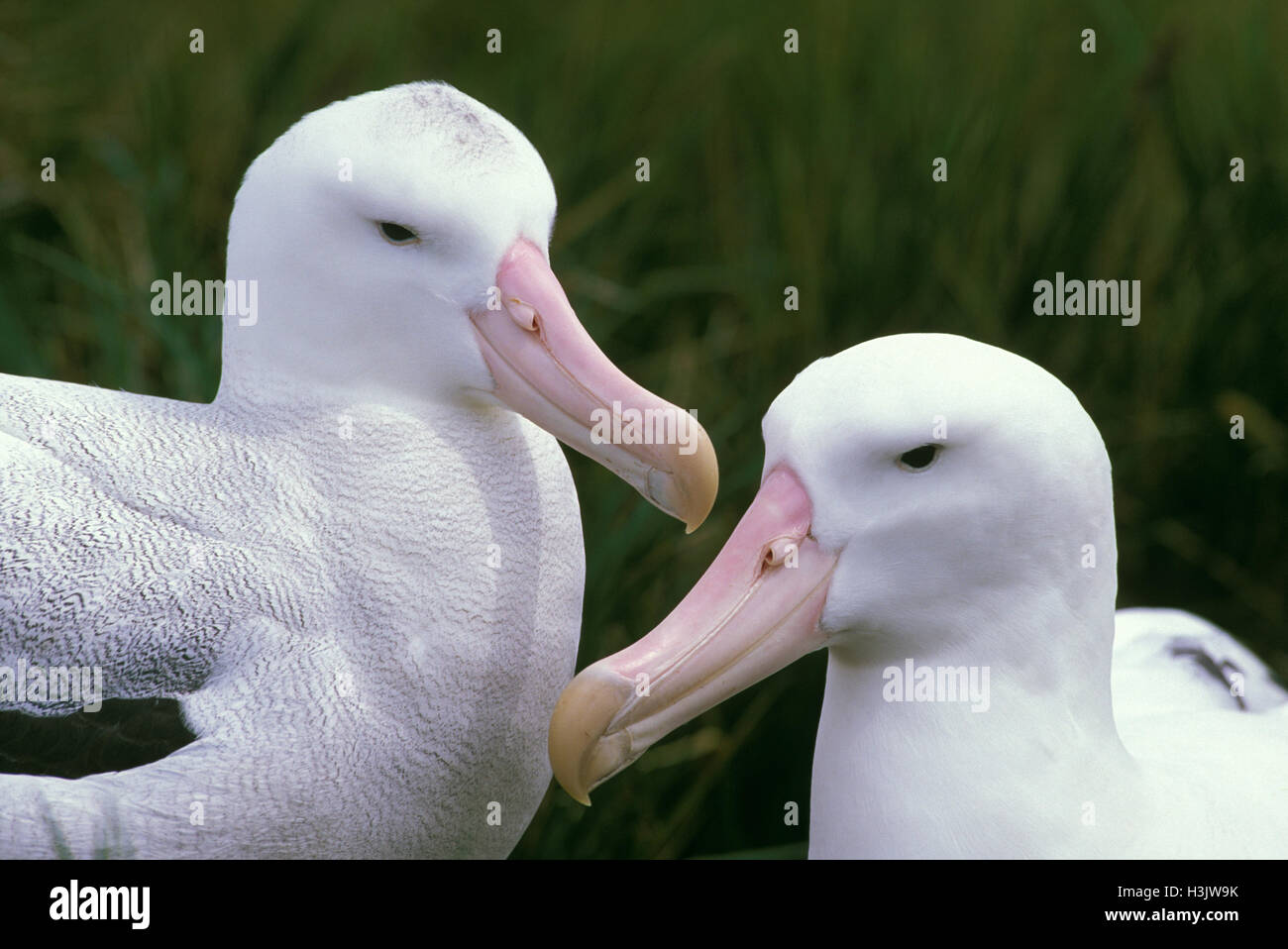 Albatros (Diomedea exulans) Banque D'Images